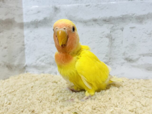 コザクラインコ（小桜インコ）