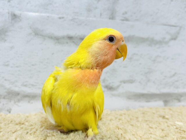 コザクラインコ（小桜インコ）