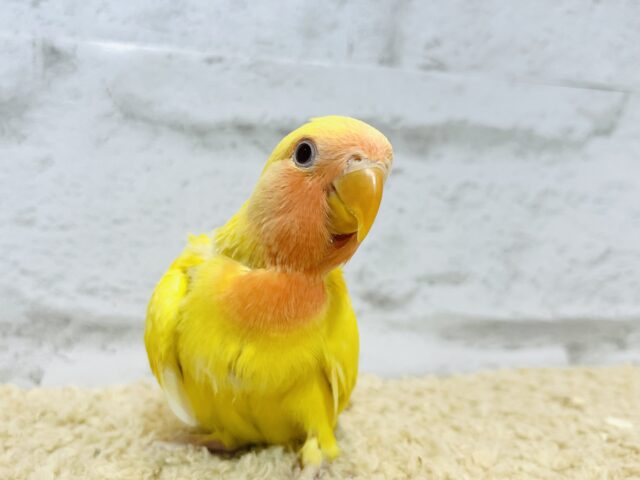コザクラインコ（小桜インコ）