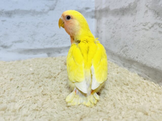 コザクラインコ（小桜インコ）