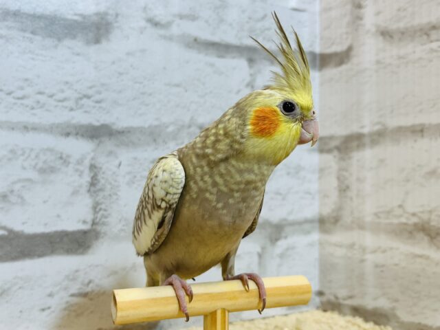 オカメインコ
