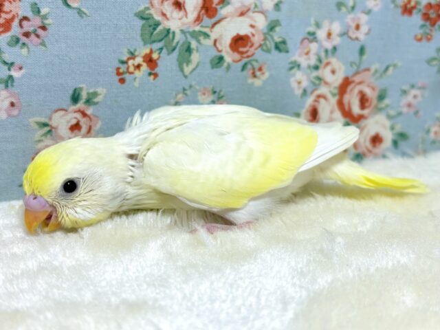 明るいレアカラーセキセイインコちゃん達来てくれました〜👍➰✨ セキセイインコ