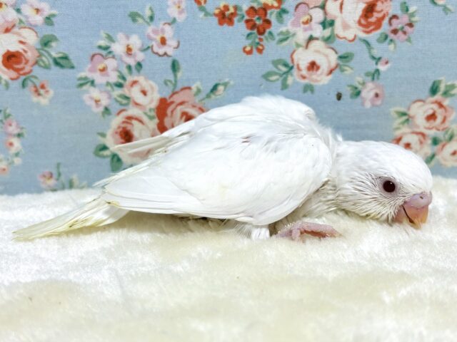 明るいレアカラーセキセイインコちゃん達来てくれました〜👍➰✨ セキセイインコ