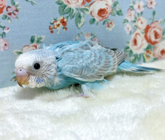 明るいレアカラーセキセイインコちゃん達来てくれました〜👍➰✨ セキセイインコ