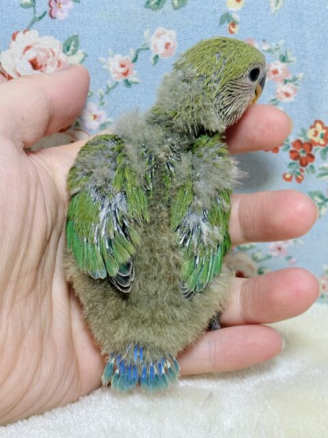 コザクラインコ（小桜インコ）