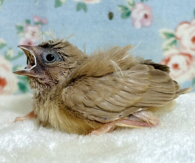 錦花鳥（キンカチョウ）