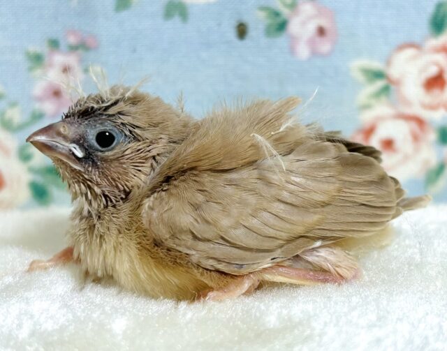 錦花鳥（キンカチョウ）