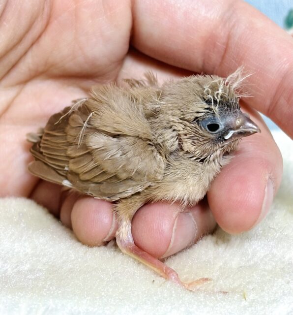 錦花鳥（キンカチョウ）