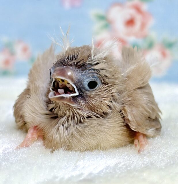 錦花鳥（キンカチョウ）