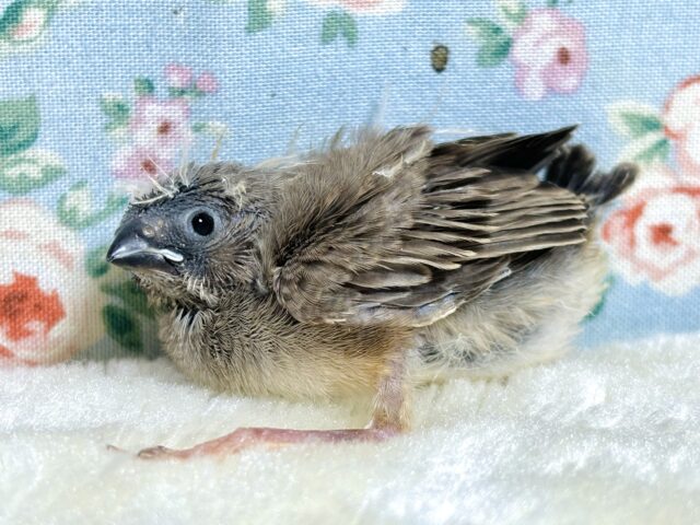 錦花鳥（キンカチョウ）