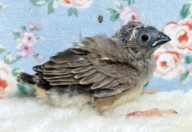 錦花鳥（キンカチョウ）