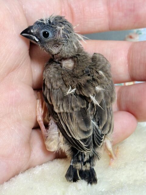 錦花鳥（キンカチョウ）