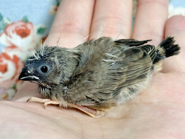 錦花鳥（キンカチョウ）