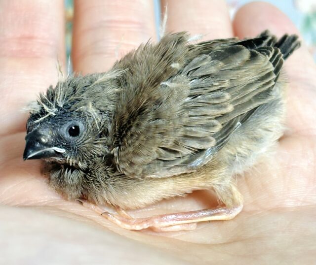 錦花鳥（キンカチョウ）