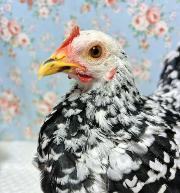 碁石チャボ（ゴイシチャボ）