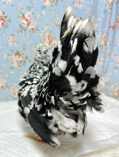 碁石チャボ（ゴイシチャボ）