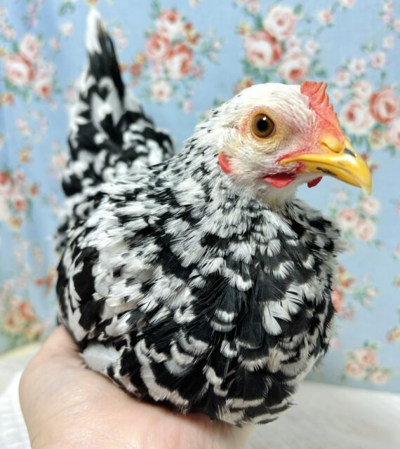 碁石チャボ（ゴイシチャボ）