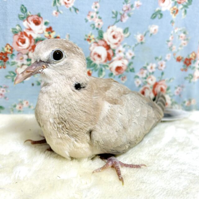 ジュズカケバト