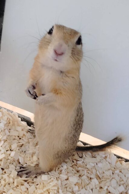 リチャードソンジリス