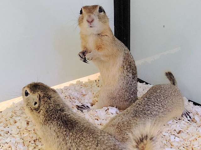 リチャードソンジリス