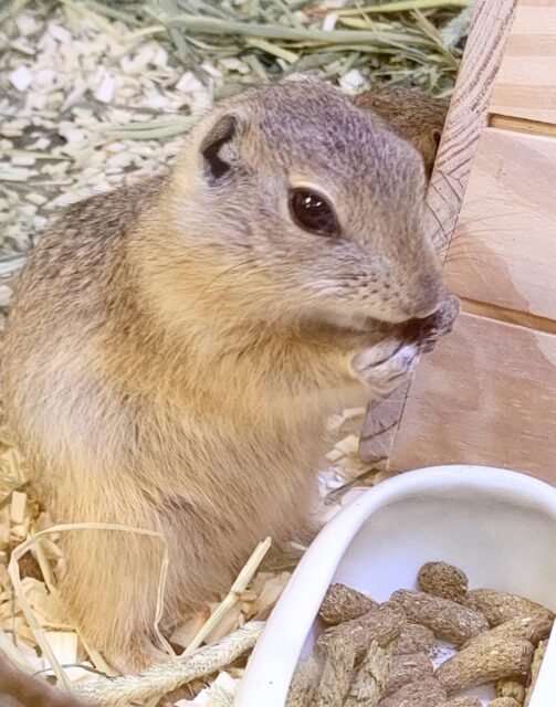 リチャードソンジリス