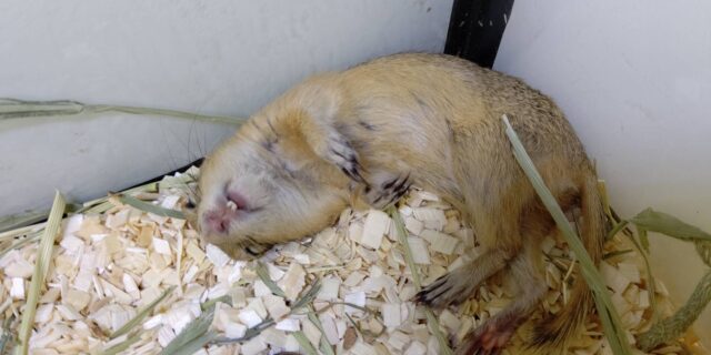 リチャードソンジリス