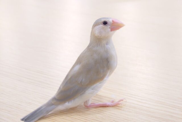 色変わり文鳥
