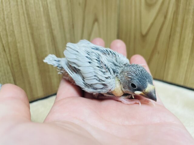 シルバー文鳥