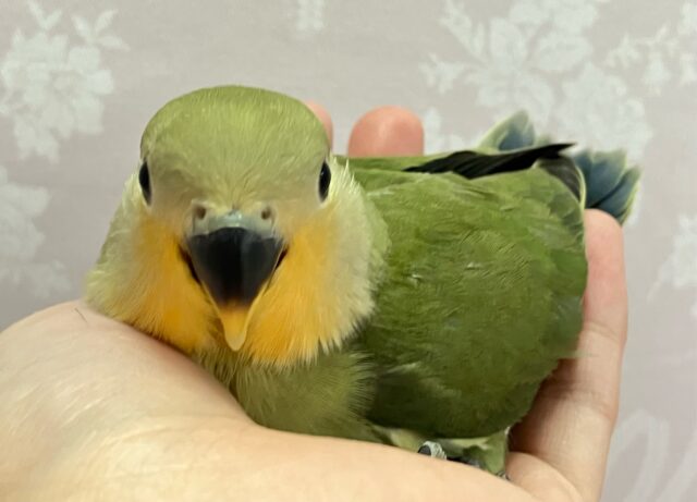 コザクラインコ（小桜インコ）