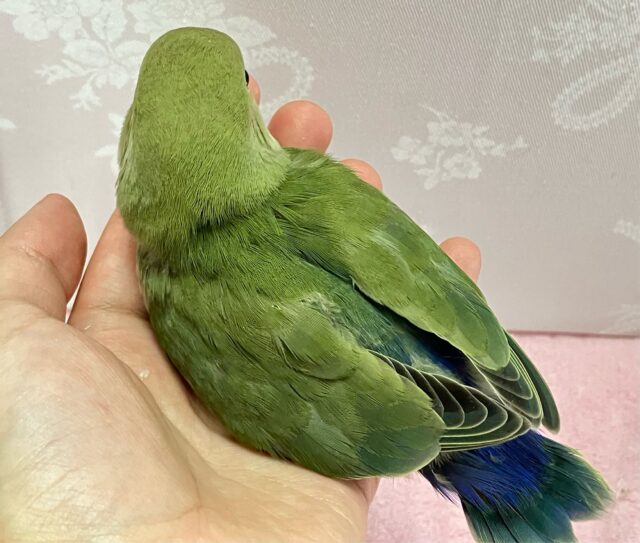 コザクラインコ（小桜インコ）