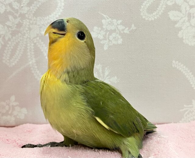 コザクラインコ（小桜インコ）