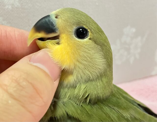 コザクラインコ（小桜インコ）