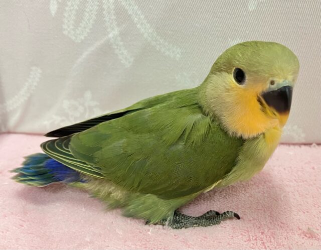 コザクラインコ（小桜インコ）