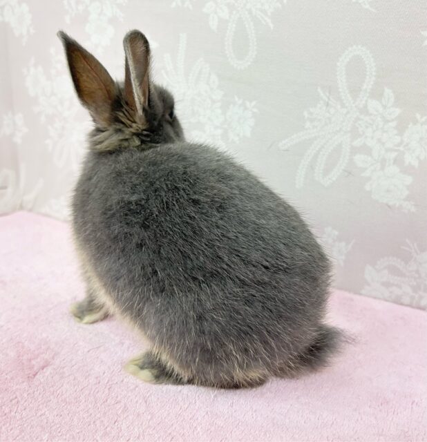 ネザーランドドワーフ