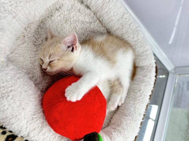 スコティッシュフォールド