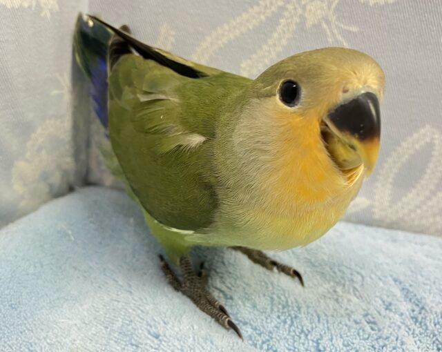 コザクラインコ（小桜インコ）