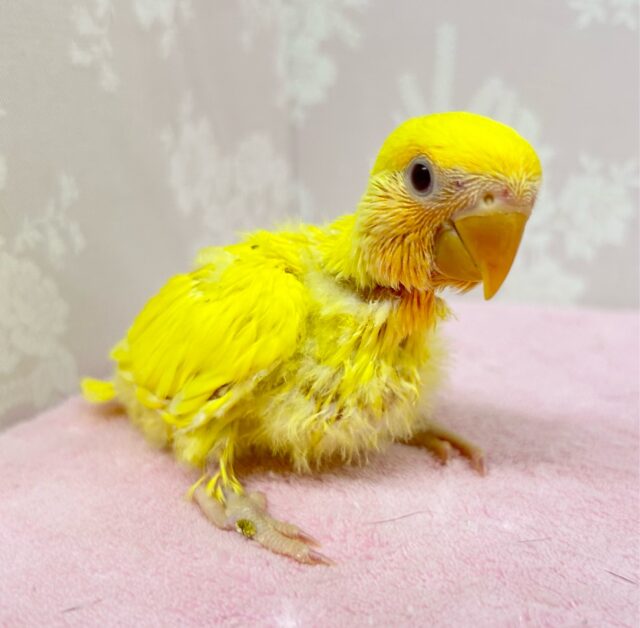 コザクラインコ（小桜インコ）