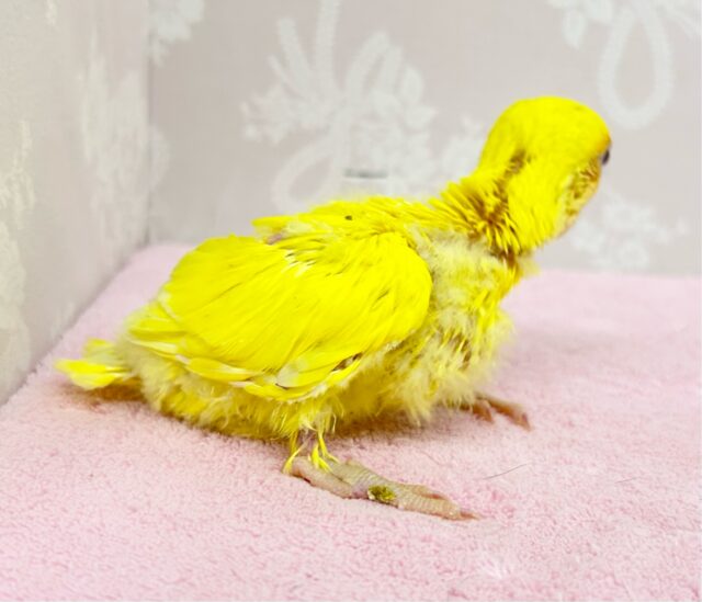 コザクラインコ（小桜インコ）