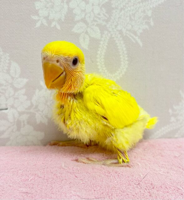 コザクラインコ（小桜インコ）