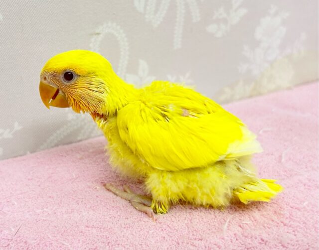 コザクラインコ（小桜インコ）