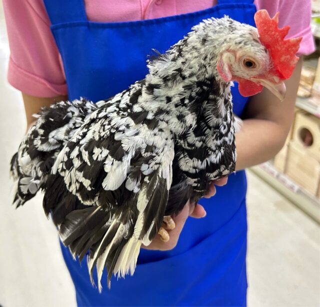 碁石チャボ（ゴイシチャボ）