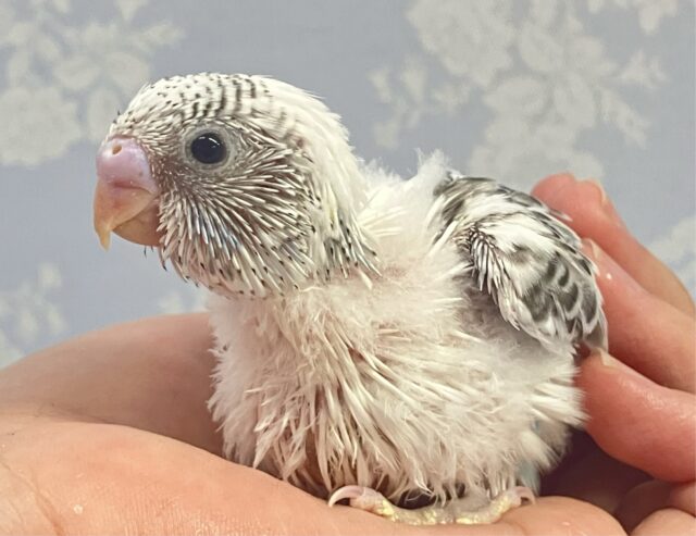 真っ白ボディに爽快感溢れてます❄️🫧セキセイインコ(白色ハルクイン2024年4月生まれ) セキセイインコ