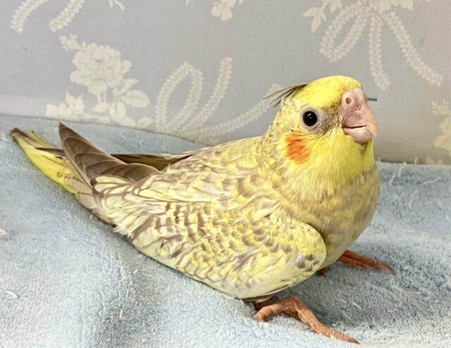 オカメインコ