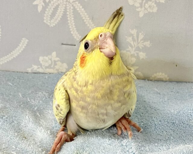 オカメインコ