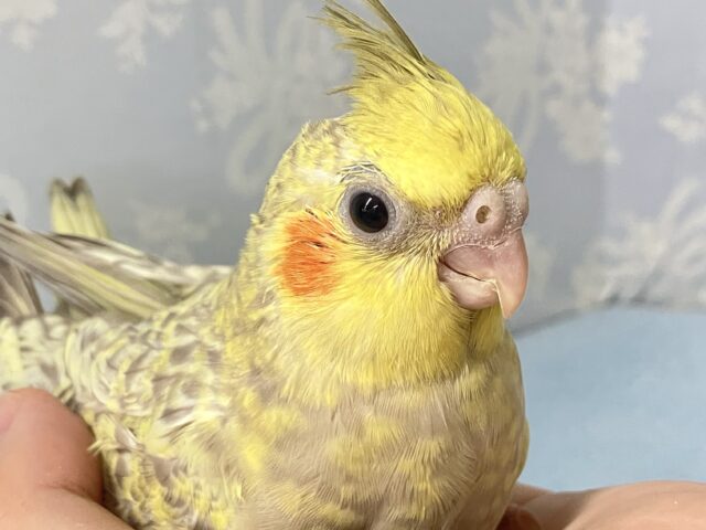 オカメインコ