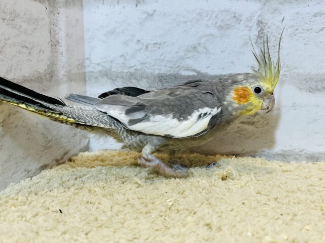 オカメインコ