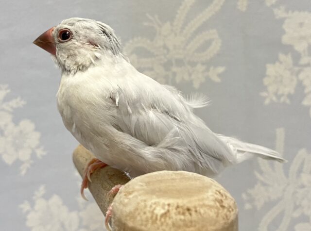 シルバー文鳥