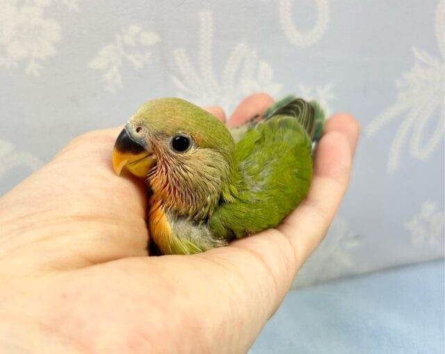 コザクラインコ（小桜インコ）