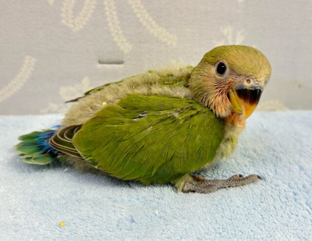 コザクラインコ（小桜インコ）