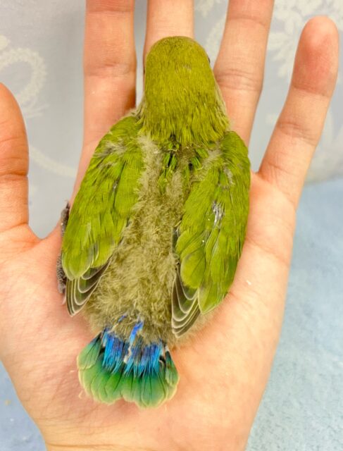 コザクラインコ（小桜インコ）